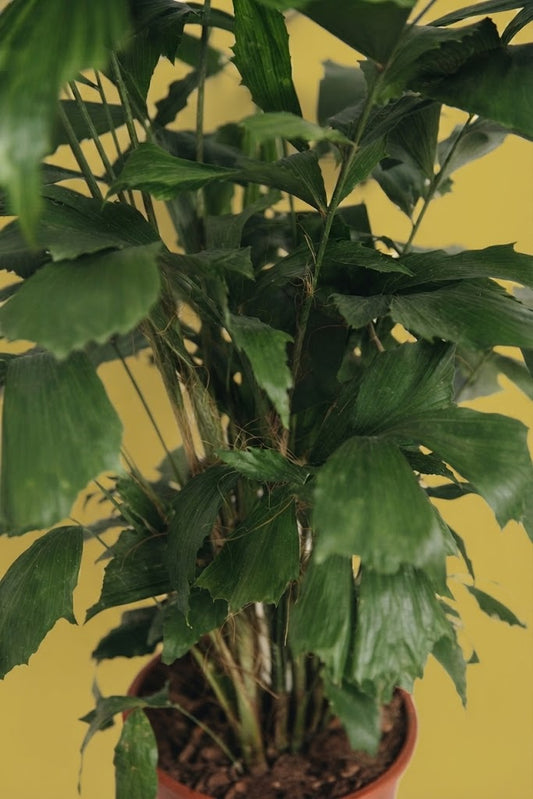 Caro Caryota