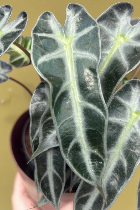 Arry Alocasia