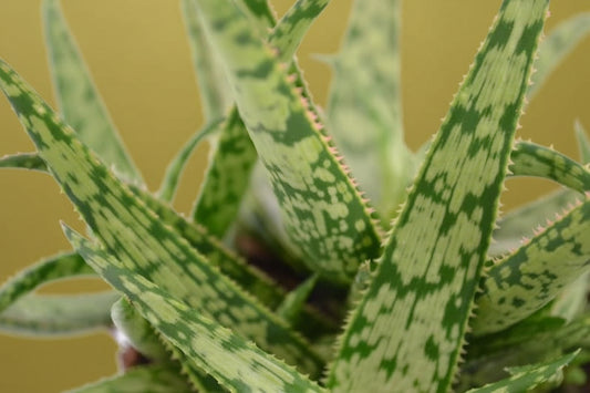 Noé Aloe