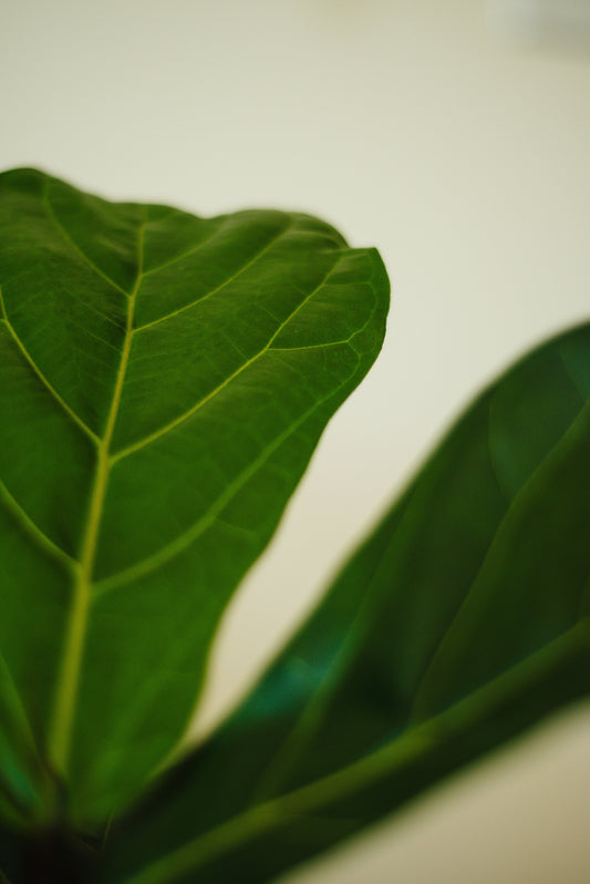Frits Ficus