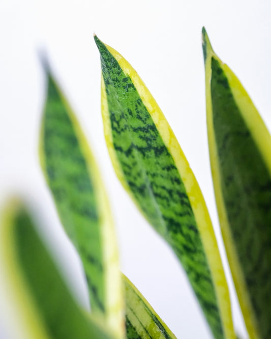 Saar Sansevieria