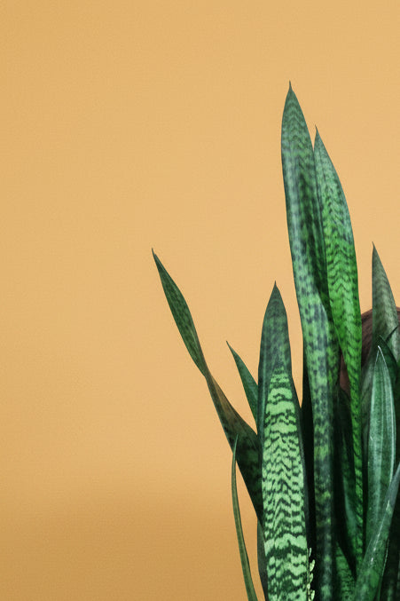 Sien Sansevieria