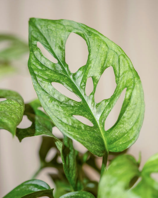 Mien Monstera