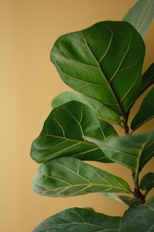 Frans Ficus