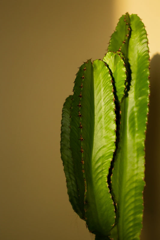 Evert Euphorbia