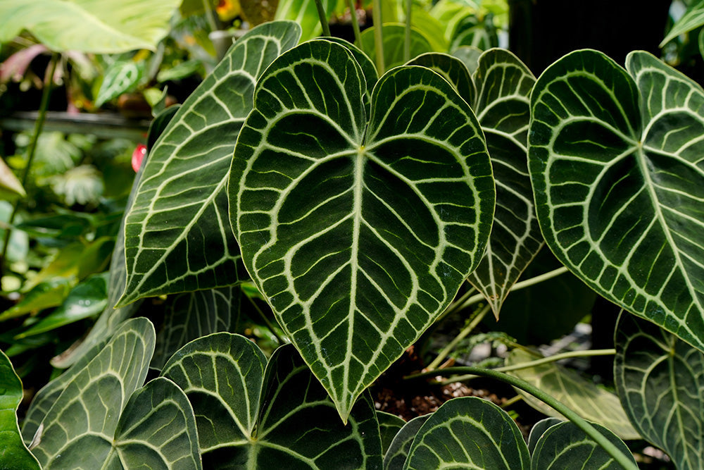 Planty's Favourites