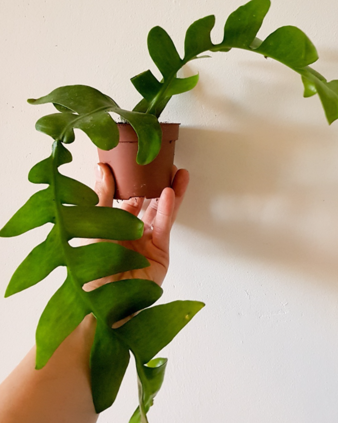 Only Plants Club - Plant ABO