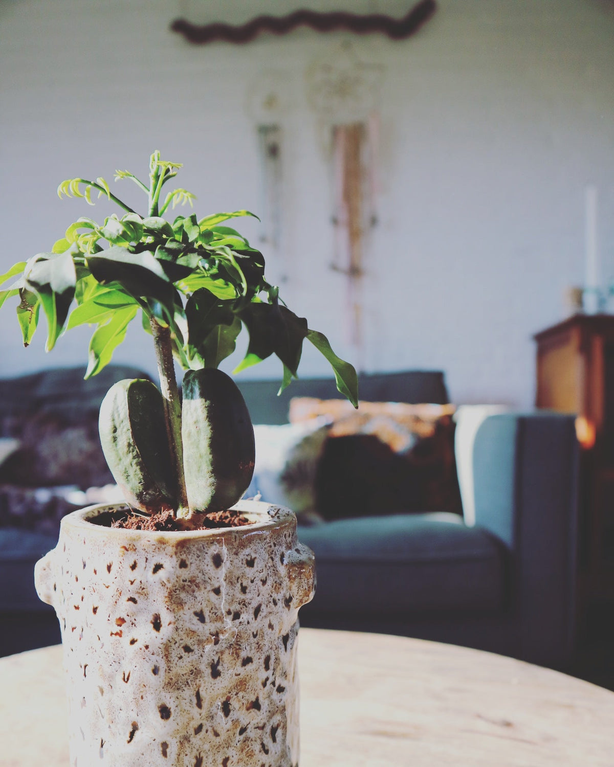 OnlyPlants Club