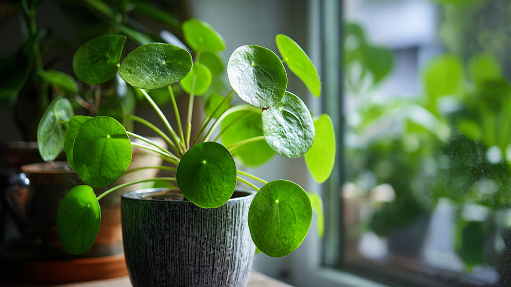 Planten voor Dummies