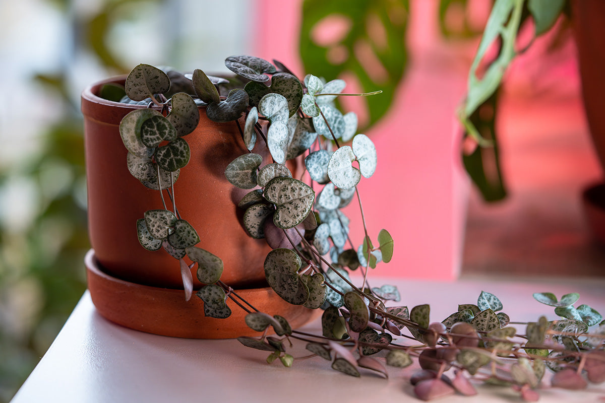 Hangplanten