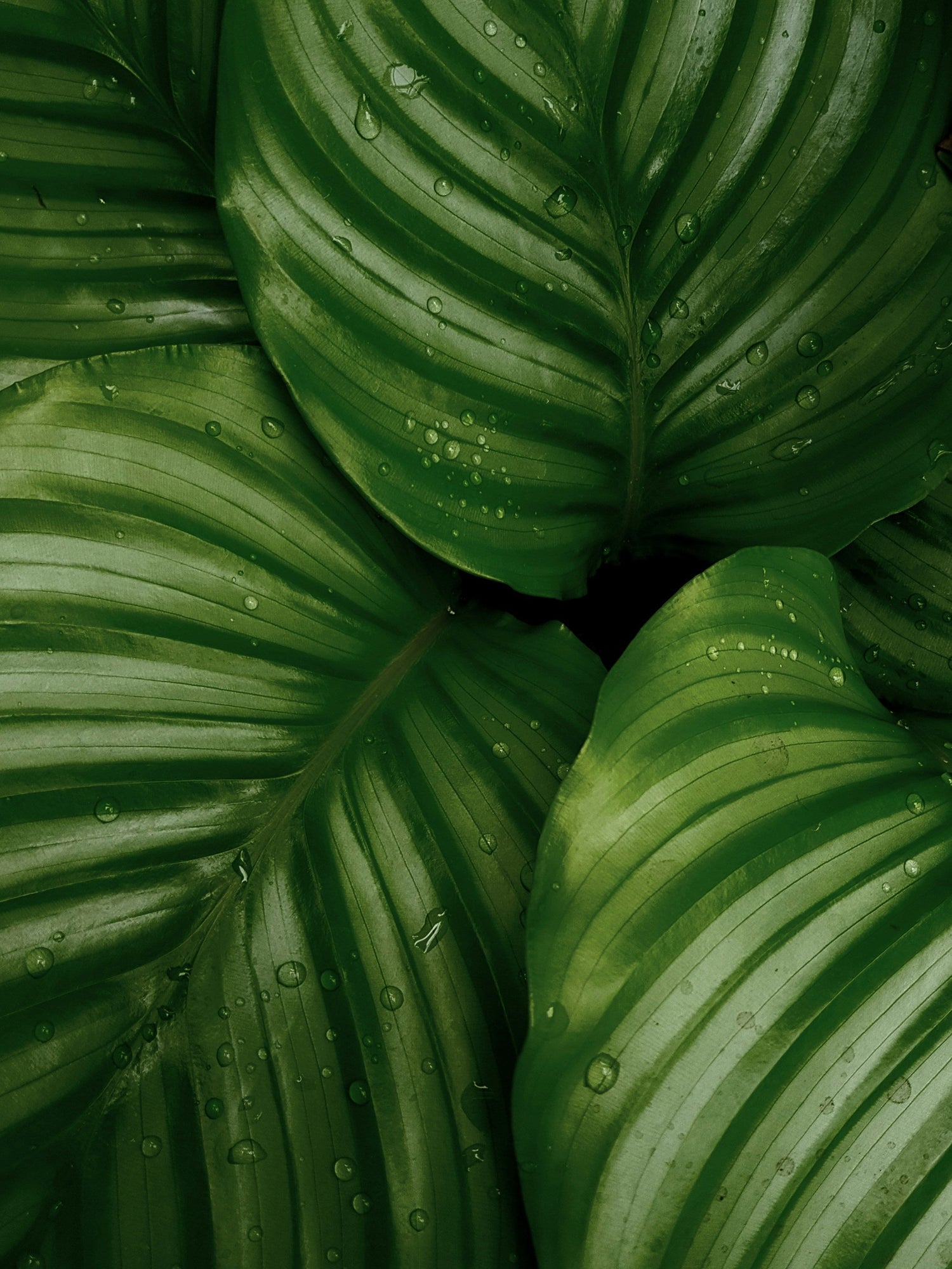 Diervriendelijke planten