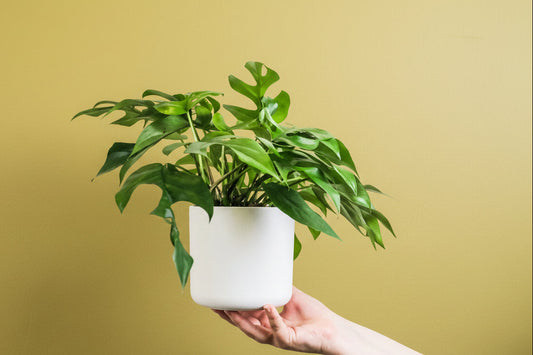Minnie Monstera