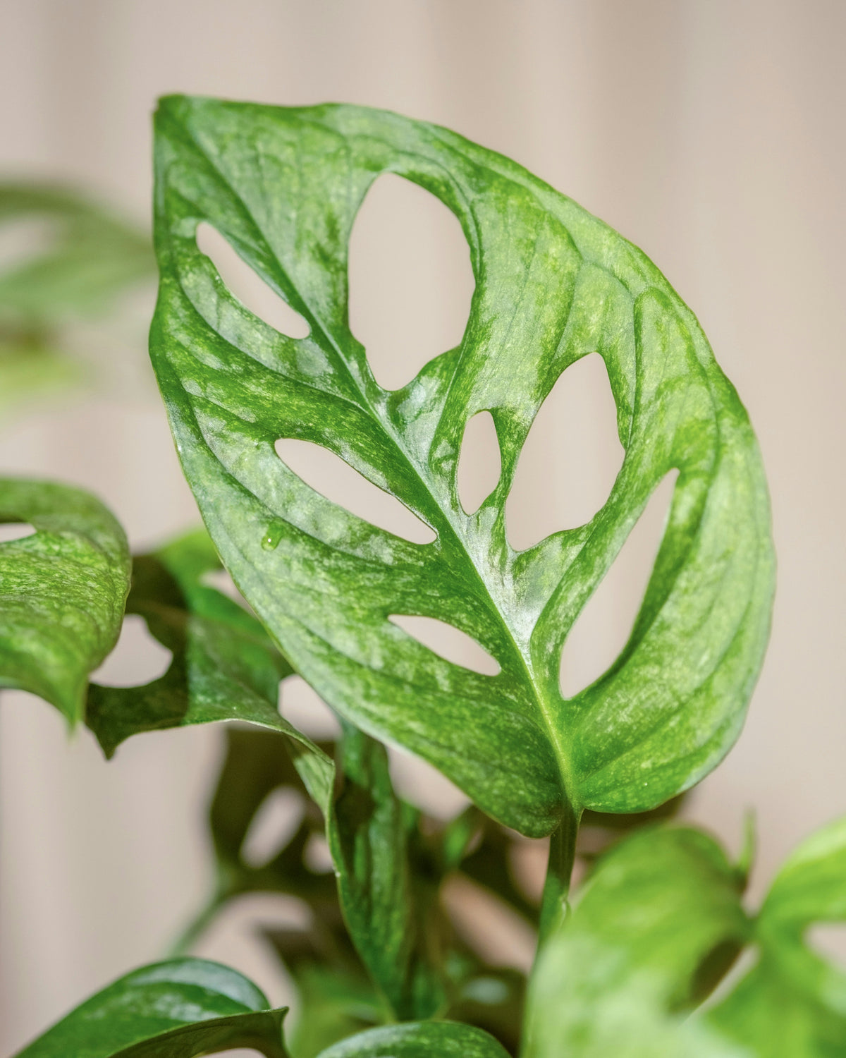 Mien Monstera