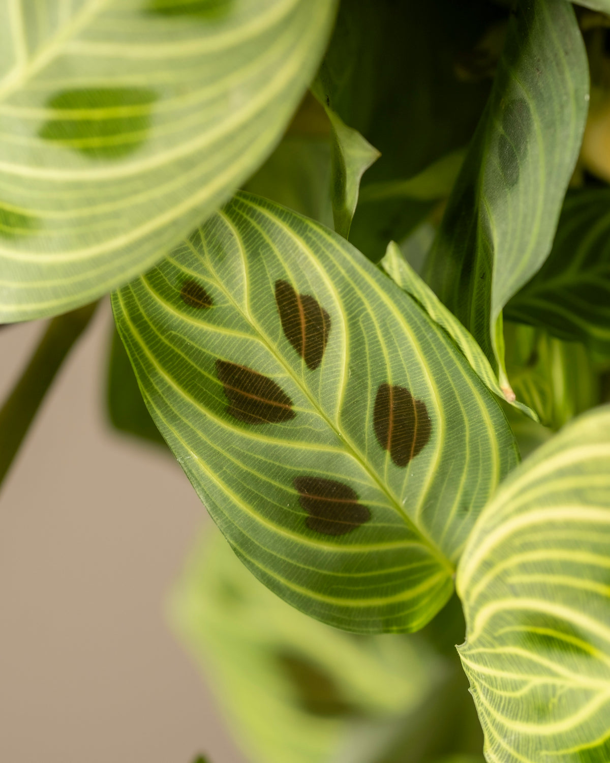 Marit Maranta