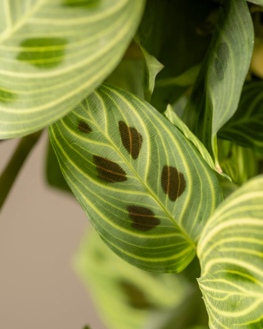 Marit Maranta