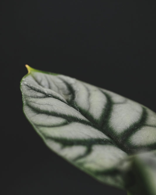 Alie Alocasia