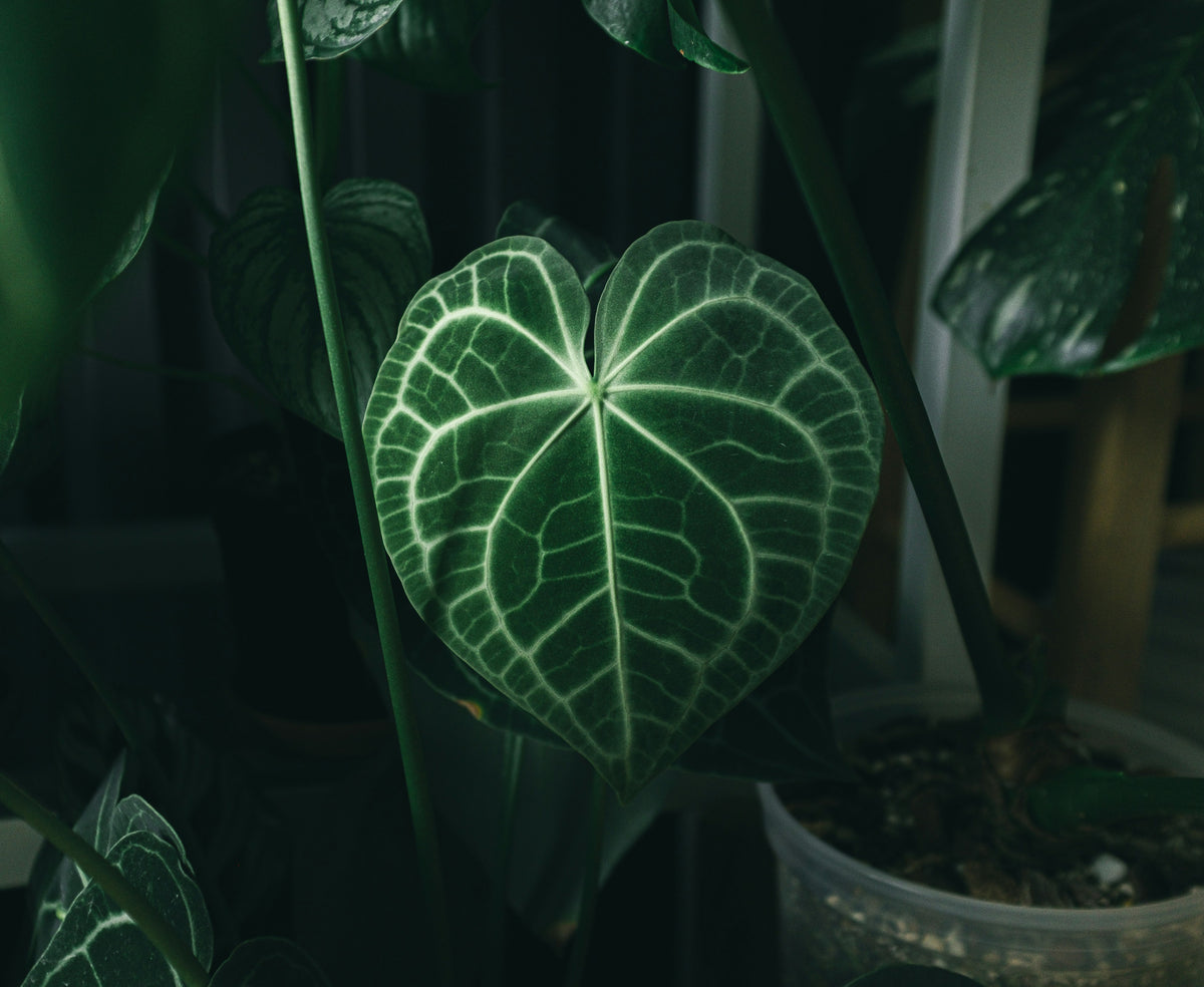 Antje Anthurium