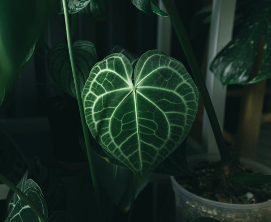 Antje Anthurium
