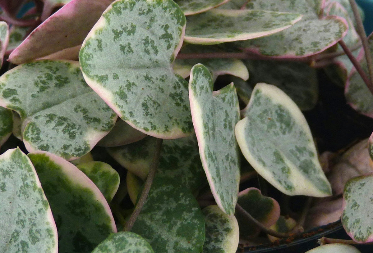 Sofia Ceropegia