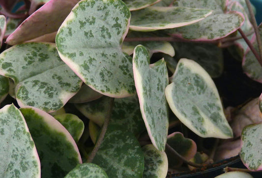 Sofia Ceropegia