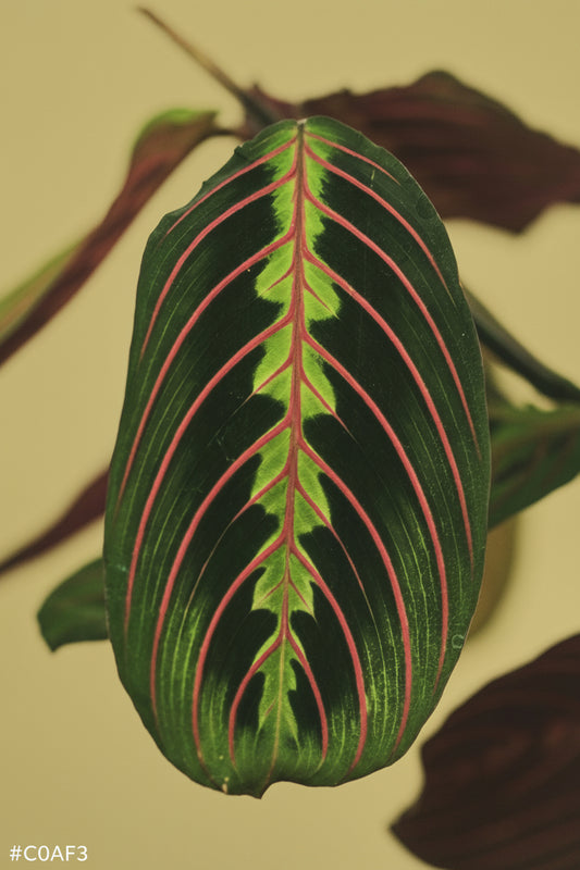 Maria Maranta