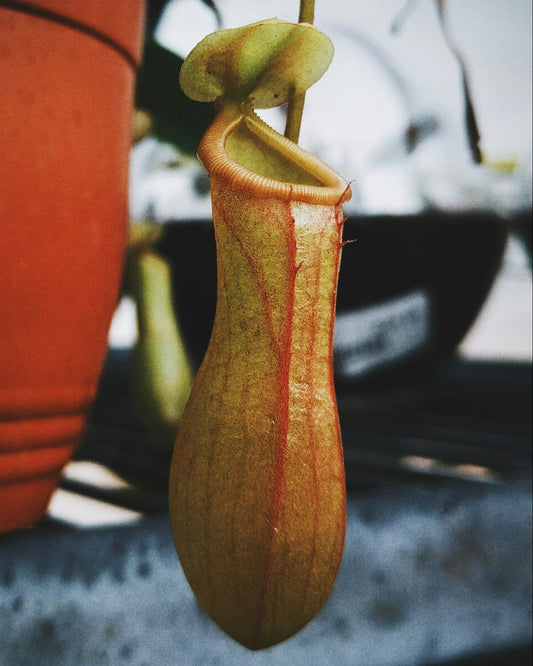 Nelly Nepenthes