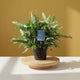 Ferry Fern