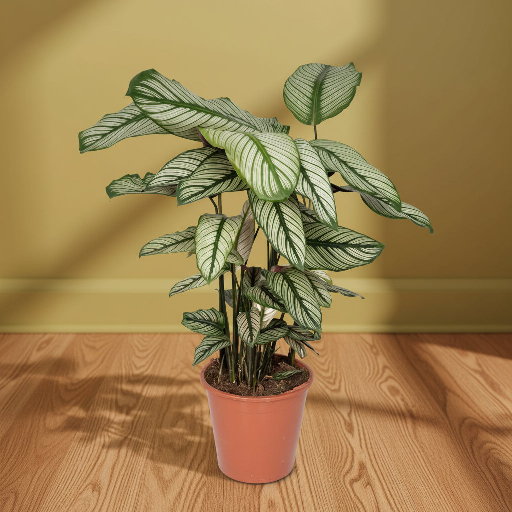 Thea Calathea