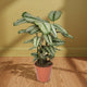 Thea Calathea