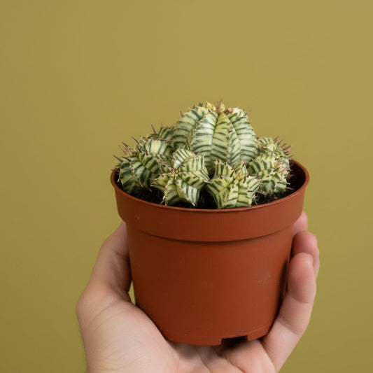 Eef Euphorbia