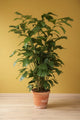 Caro Caryota
