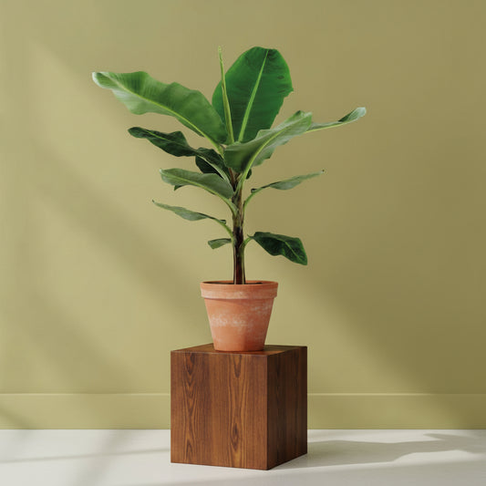 Anna Banana - Musa XL