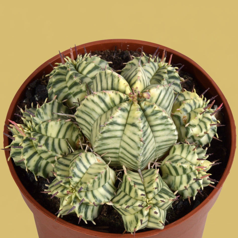 Eef Euphorbia