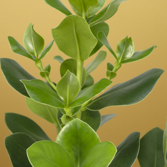 Amalia Clusia