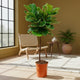 Frans Ficus