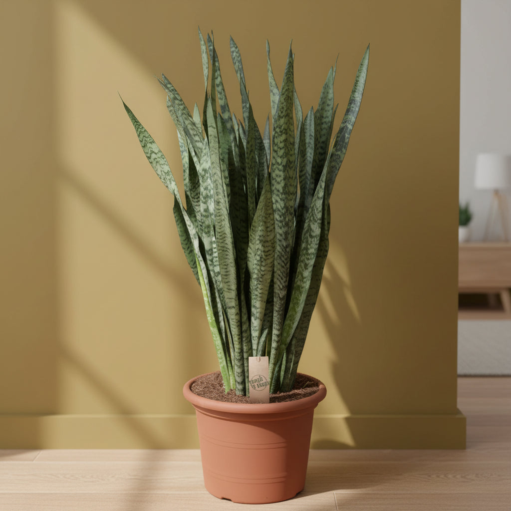 Sien Sansevieria