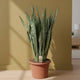 Sien Sansevieria