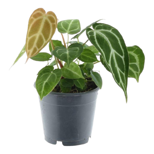 Anthurium Crystallinum Antje als sfeervolle toevoeging in huis