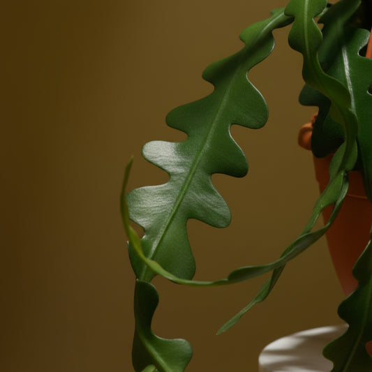 Zus Zaagcactus
