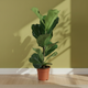 Frits Ficus