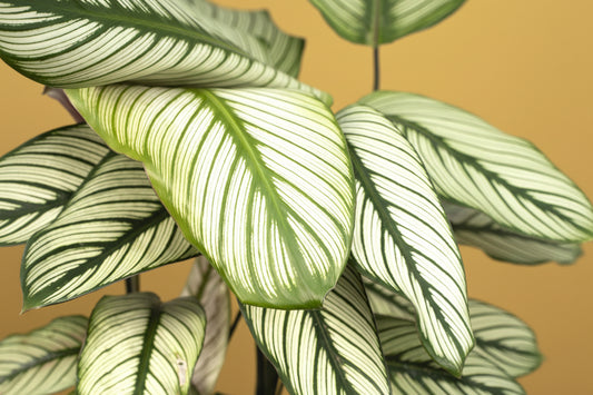 Thea Calathea