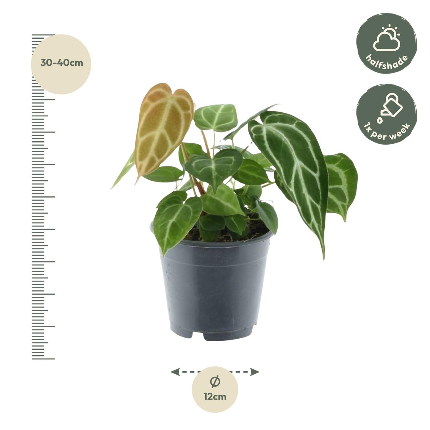 Antje - Anthurium Crystallinum