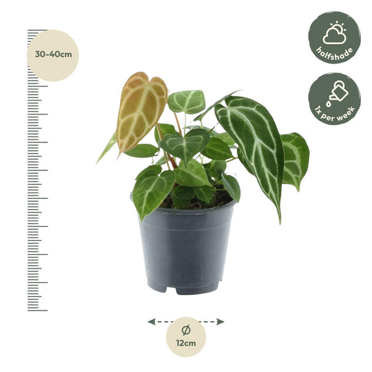 Antje - Anthurium Crystallinum