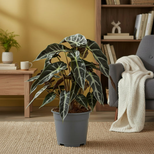Arry Alocasia