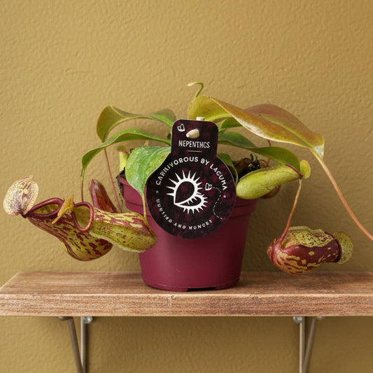 Nelly Nepenthes