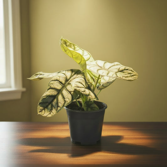 Alie Alocasia