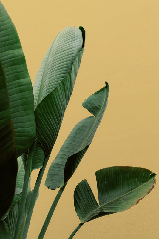 Ruben Strelitzia XXL